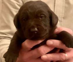 Labrador Puppies for sale in Bodmin, Cornwall | Image 3
