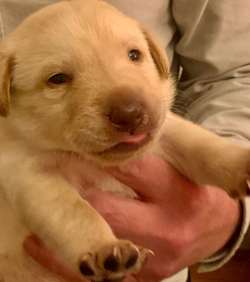 Labrador Puppies for sale in Bodmin, Cornwall | Image 4