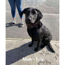 Labrador puppies for sale in Bristol, Bristol | Image 2