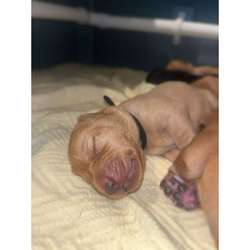 Labrador puppies for sale in Bristol, Bristol | Image 3