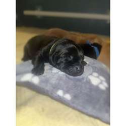 Labrador puppies for sale in Bristol, Bristol | Image 4