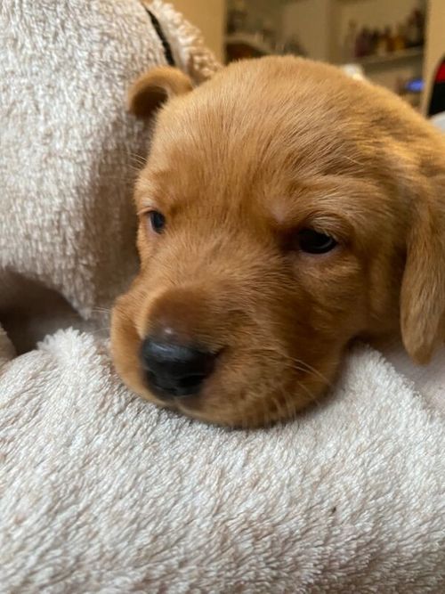 Labrador puppies for sale in Burton upon Trent, Staffordshire