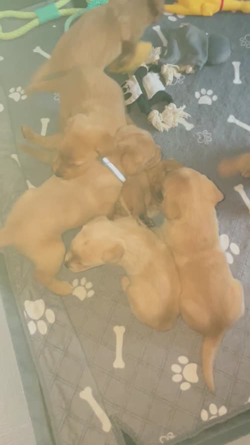 Labrador puppies for sale in Burton upon Trent, Staffordshire