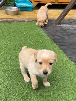 Labrador puppies 2 girls left for sale in Burton upon Trent, Staffordshire | Image 1