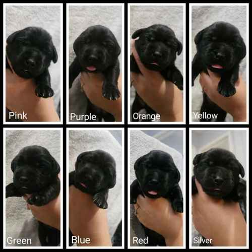 Labrador puppies KC 0/0 PERFECT SCORES, ALL CLEAR HEALTH TESTS FROM BOTH PARENTS for sale in Hoyland, South Yorkshire