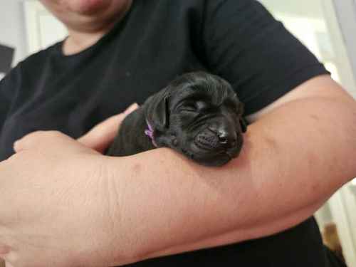 Labrador puppies - KC 0/0 PERFECT SCORES, ALL CLEAR HEALTH TESTS FROM BOTH PARENTS for sale in Hoyland, South Yorkshire