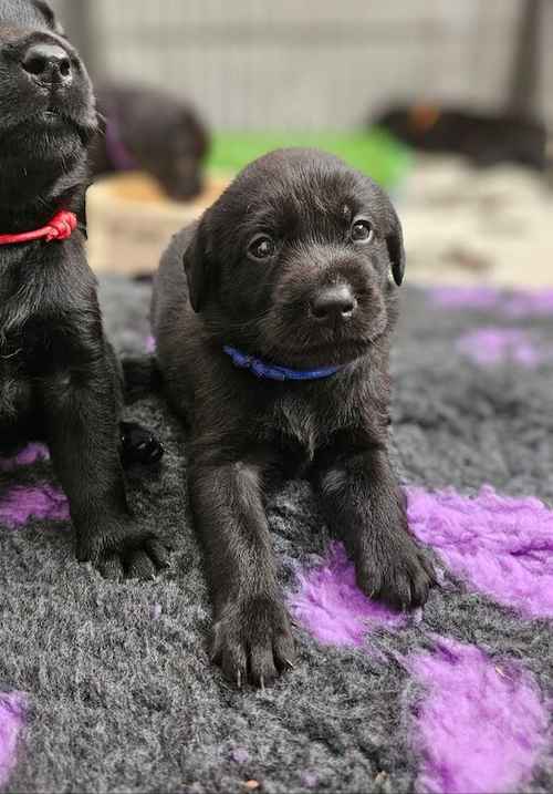 Labrador puppies - KC 0/0 PERFECT SCORES, ALL CLEAR HEALTH TESTS FROM BOTH PARENTS for sale in Hoyland, South Yorkshire