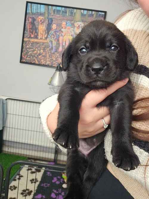 Labrador puppies - KC 0/0 PERFECT SCORES, ALL CLEAR HEALTH TESTS FROM BOTH PARENTS for sale in Hoyland, South Yorkshire