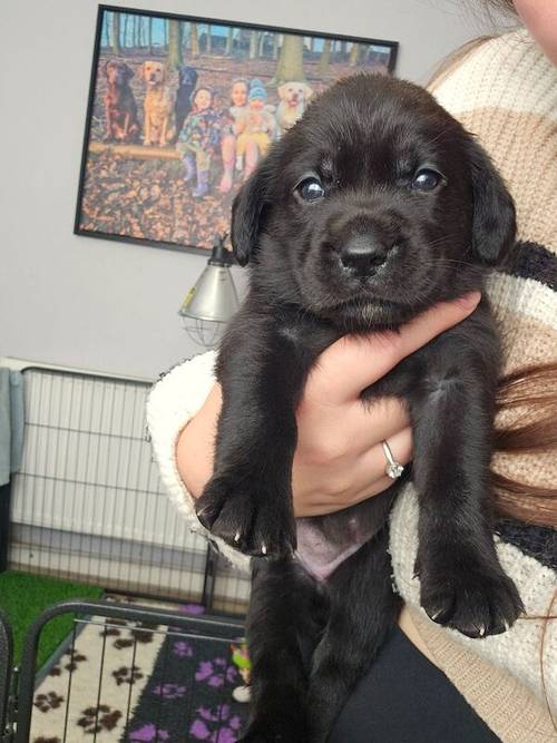 Labrador puppies - KC 0/0 PERFECT SCORES, ALL CLEAR HEALTH TESTS FROM BOTH PARENTS for sale in Hoyland, South Yorkshire - Image 1