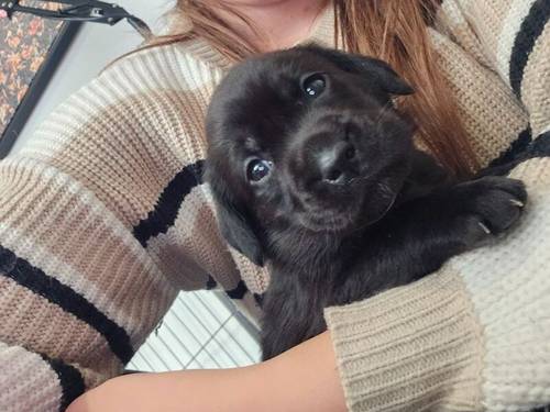 Labrador puppies - KC 0/0 PERFECT SCORES, ALL CLEAR HEALTH TESTS FROM BOTH PARENTS for sale in Hoyland, South Yorkshire - Image 2