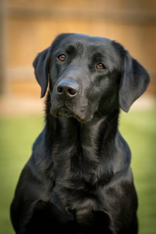 Labrador puppies - KC 0/0 PERFECT SCORES, ALL CLEAR HEALTH TESTS FROM BOTH PARENTS for sale in Hoyland, South Yorkshire - Image 3