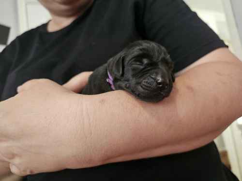 Labrador puppies KC 0/0 PERFECT SCORES FROM BOTH PARENTS for sale in Hoyland, South Yorkshire