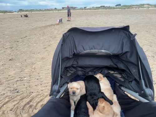 Labrador puppies kc reg for sale in Chinley, Derbyshire