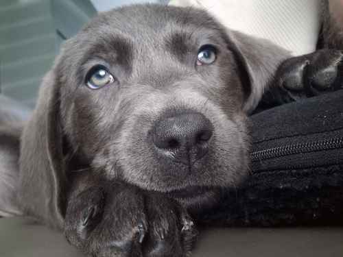 Labrador puppies kc reg show champ bloodline for sale in West Bromwich, West Midlands