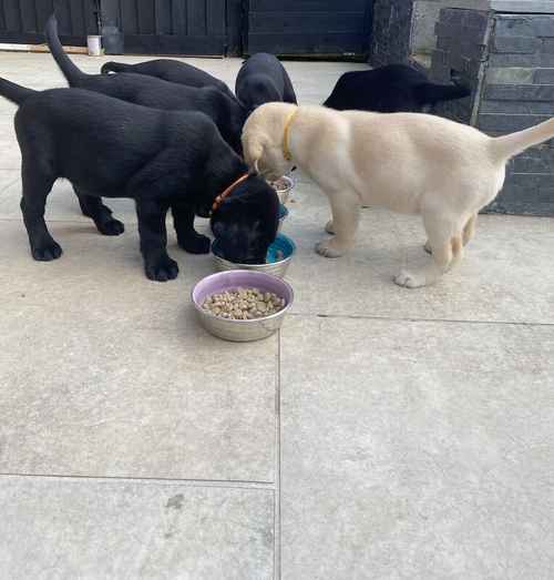 Labrador puppies KC registered for sale in Stone, Staffordshire