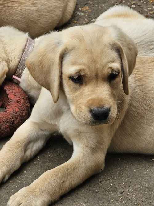 Labrador puppies KC registered, full pedigree for sale in Bedford, Bedfordshire