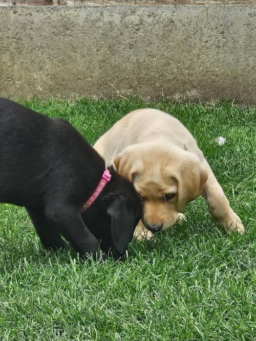 Labrador puppies KC registered, full pedigree for sale in Bedford, Bedfordshire - Image 2