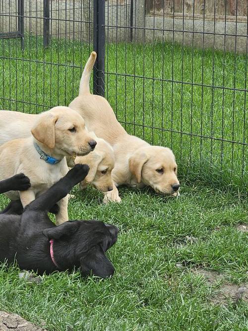 Labrador puppies KC registered, full pedigree for sale in Bedford, Bedfordshire - Image 3