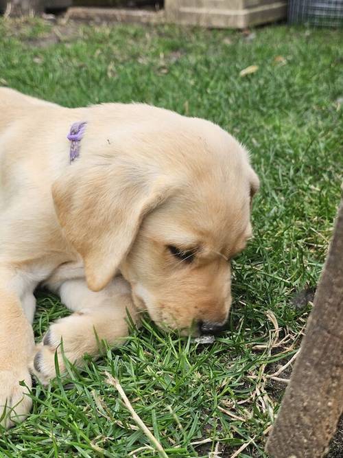 Labrador puppies KC registered, full pedigree for sale in Bedford, Bedfordshire - Image 4