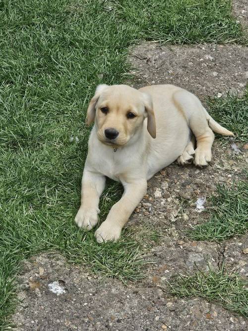 Labrador puppies KC registered, full pedigree for sale in Bedford, Bedfordshire - Image 5