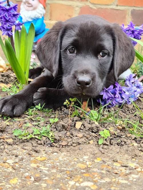 Labrador puppies KC registered, full pedigree for sale in Bedford, Bedfordshire - Image 6