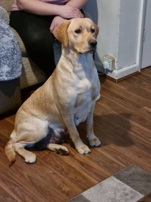 Labrador puppies KC registered, full pedigree for sale in Bedford, Bedfordshire - Image 9