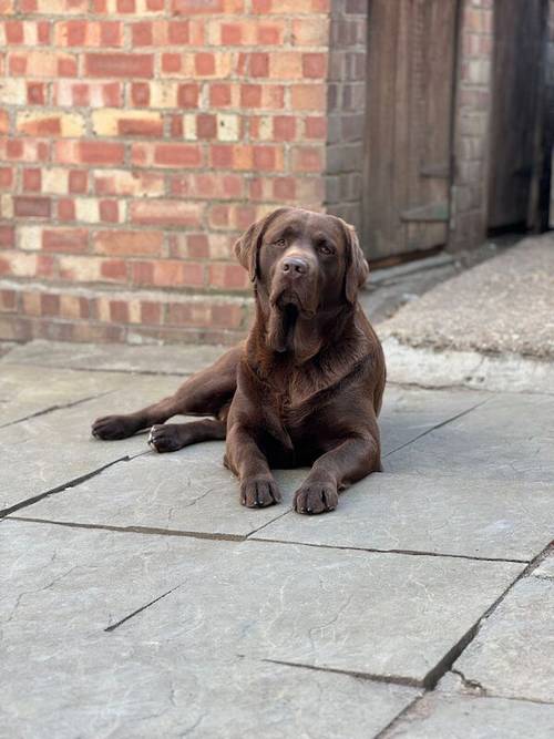 Labrador puppies KC registered, full pedigree for sale in Bedford, Bedfordshire - Image 10