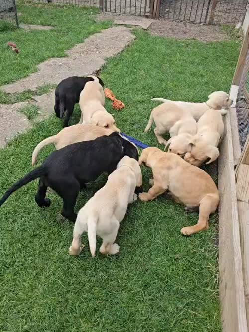 Labrador puppies KC registered, full pedigree for sale in Bedford, Bedfordshire