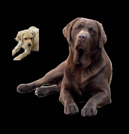 Labrador puppies KC registered, full pedigree for sale in Bedford, Bedfordshire - Image 11