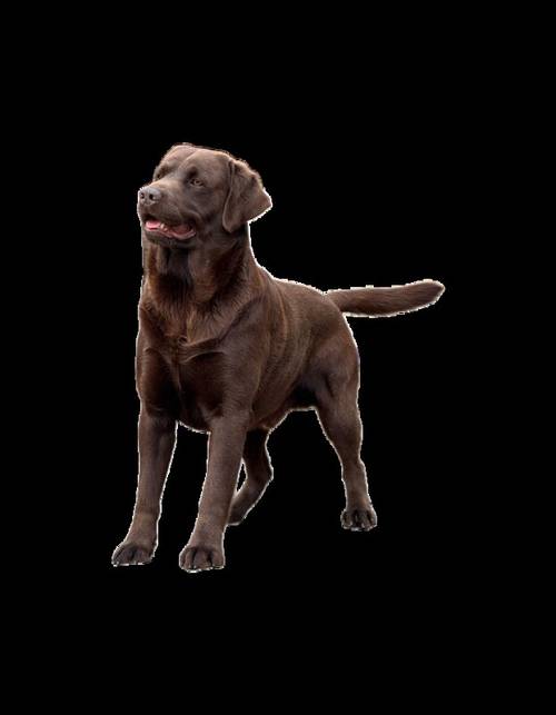 Labrador puppies KC registered, full pedigree for sale in Bedford, Bedfordshire - Image 13