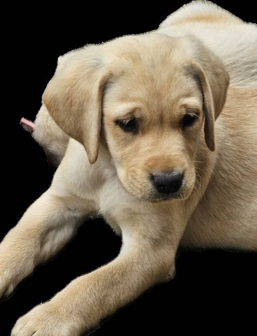 Labrador puppies KC registered, full pedigree for sale in Bedford, Bedfordshire - Image 14