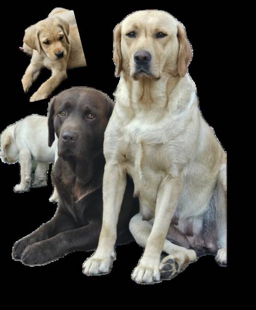 Labrador puppies KC registered, full pedigree for sale in Bedford, Bedfordshire - Image 15