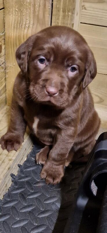 Buying a non hotsell kc registered puppy