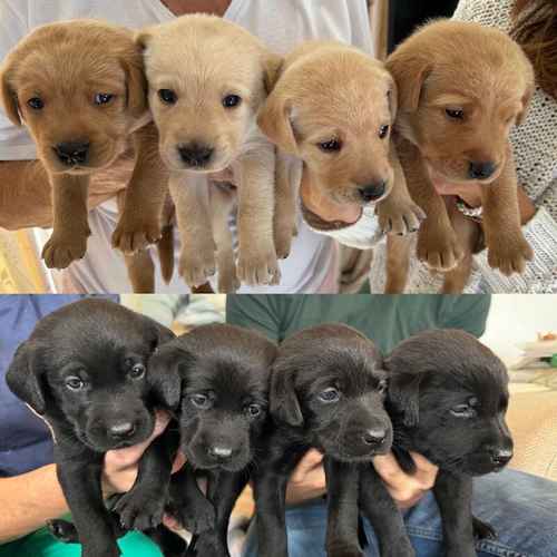 Labrador puppies North Wales for sale in Porthmadog, Gwynedd