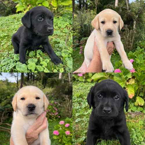 Labrador puppies North Wales for sale in Porthmadog, Gwynedd