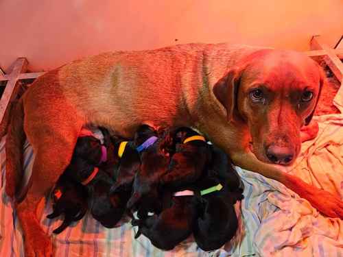 Labrador puppies ready now for sale in Chesterfield, Derbyshire