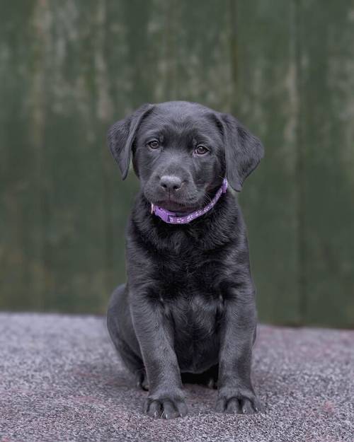 Labrador puppies ready now for sale in Chesterfield, Derbyshire - Image 2