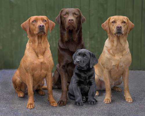 Labrador puppies ready now for sale in Chesterfield, Derbyshire - Image 4