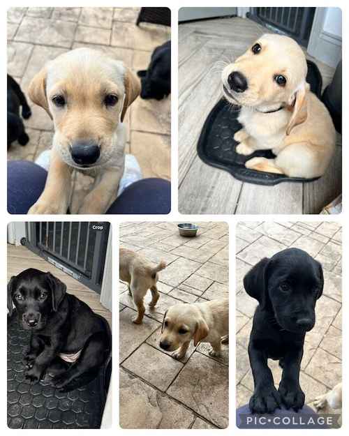 Labrador puppies - ready now- fully vaccinated for sale in Bridgwater, Somerset