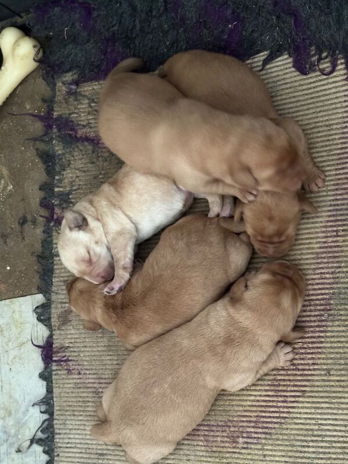 Labrador Retriever puppies for sale in Peterborough, Cambridgeshire – 8 weeks old - Image 2 of 7