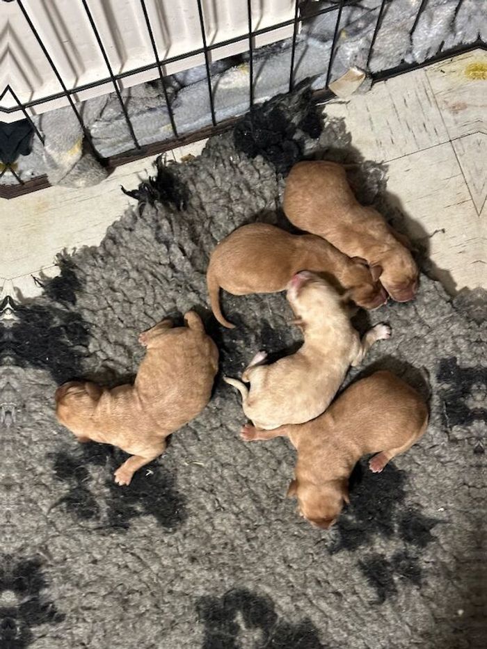 Labrador Retriever puppies for sale in Peterborough, Cambridgeshire – 8 weeks old - Image 3 of 7