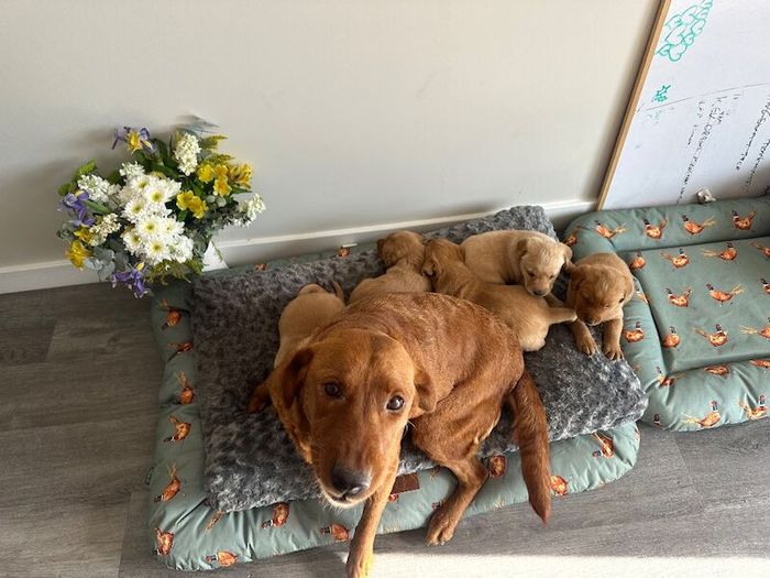 Labrador Retriever puppies for sale in Peterborough, Cambridgeshire – 8 weeks old - Image 4 of 7