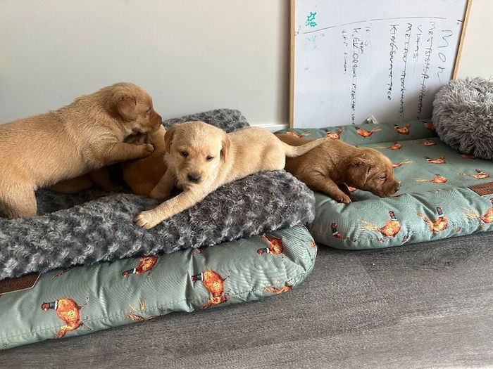 Labrador Retriever puppies for sale in Peterborough, Cambridgeshire – 8 weeks old - Image 5 of 7