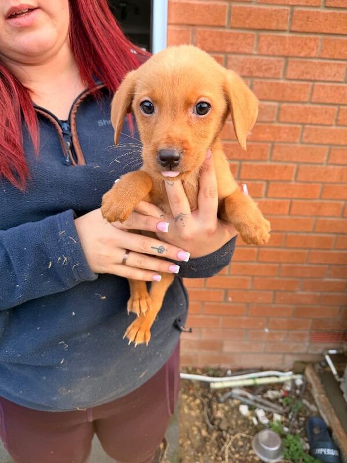 Labrador Retriever puppies for sale in Peterborough, Cambridgeshire – 8 weeks old - Image 7 of 7