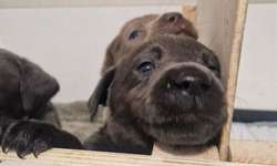 Labrador Retrievers for sale in Walsall, West Midlands