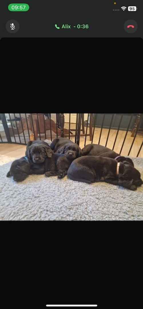 Labrador puppies Suffolk for sale in Eye, Suffolk