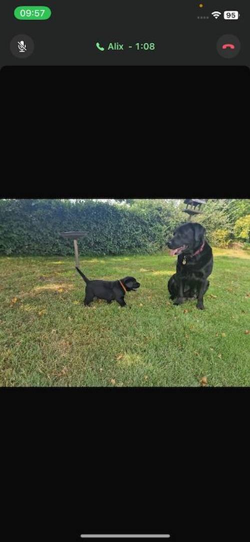 Labrador puppies Suffolk for sale in Eye, Suffolk - Image 1