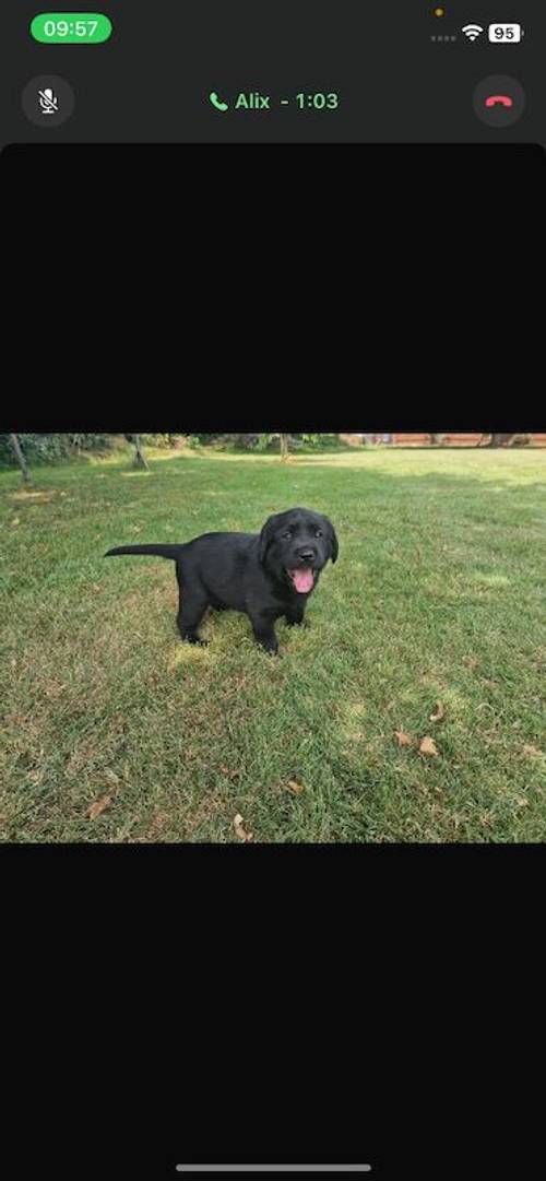 Labrador puppies Suffolk for sale in Eye, Suffolk - Image 2