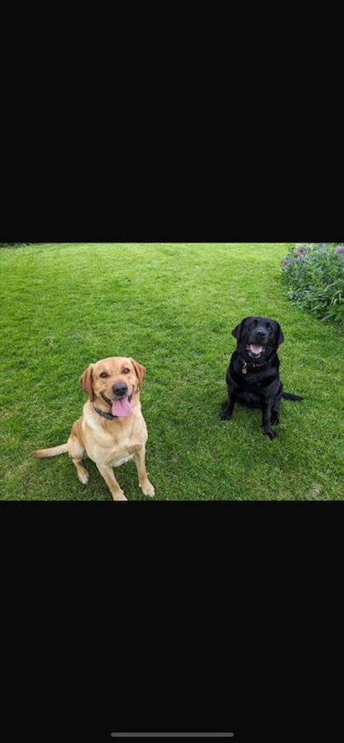 Labrador puppies Suffolk for sale in Eye, Suffolk - Image 3