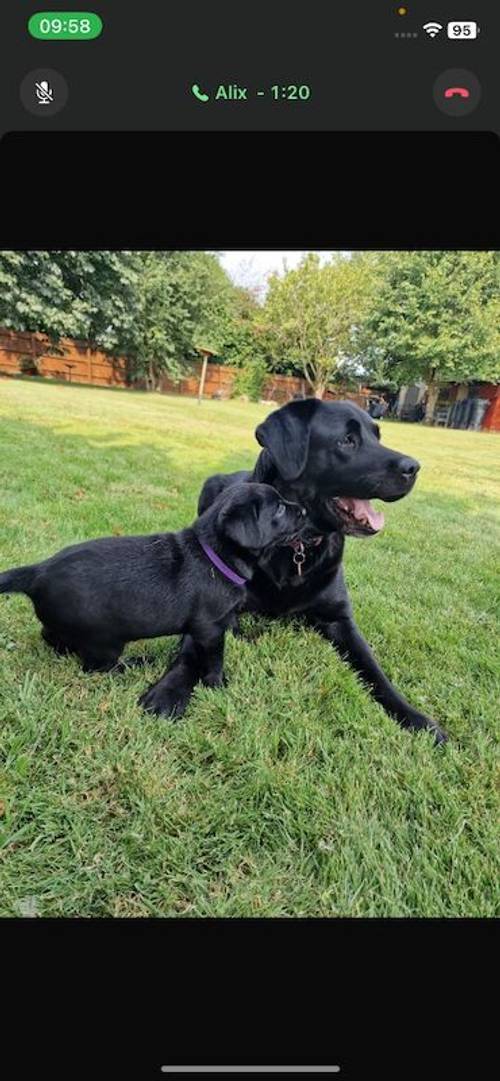 Labrador puppies Suffolk for sale in Eye, Suffolk - Image 4